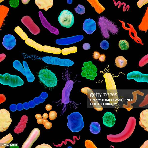 various bacteria, illustration - spiral bacterium stock illustrations