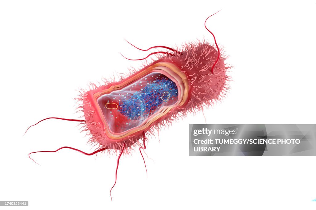 Escherichia coli anatomy, illustration