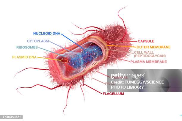 escherichia coli anatomy, illustration - nucleoid stock illustrations