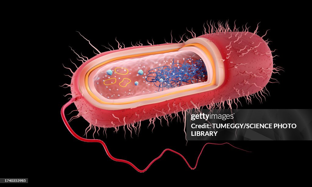 Rod-shaped Gram-negative bacterium, illustration