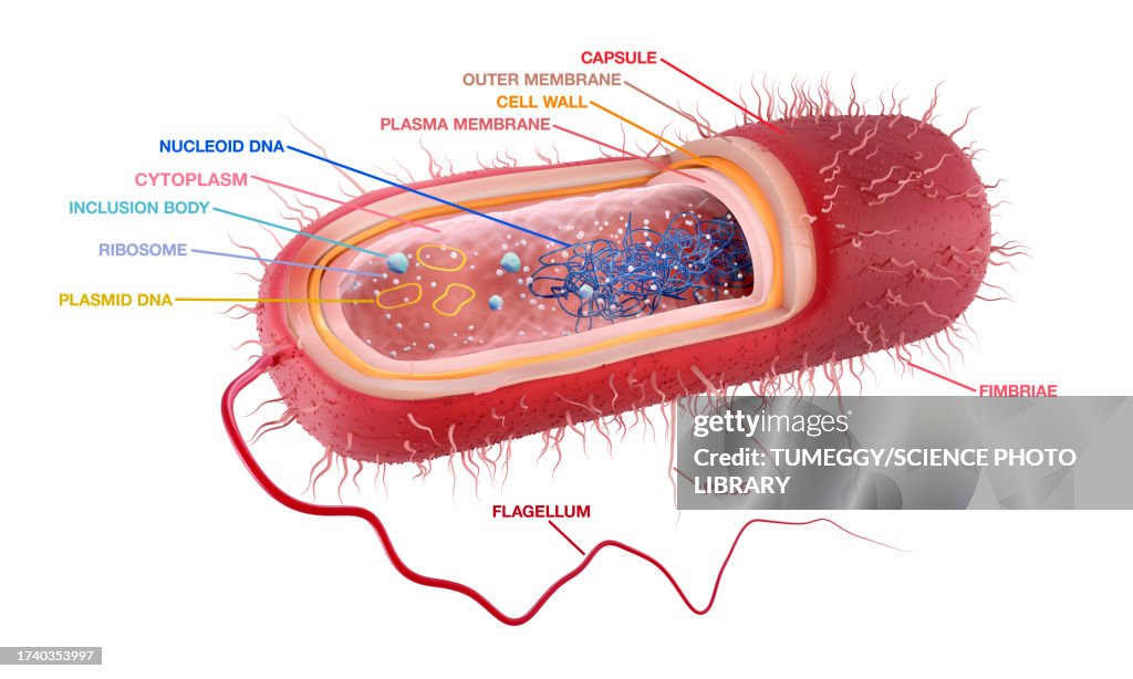 Rod-shaped Gram-negative bacterium, illustration
