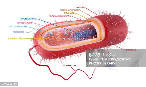 stockillustraties, clipart, cartoons en iconen met rod-shaped gram-negative bacterium, illustration - nucleoid