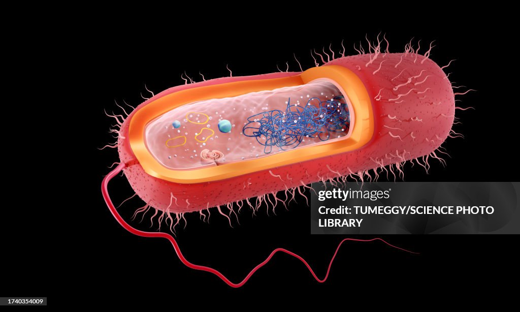 Rod-shaped Gram-negative bacterium, illustration