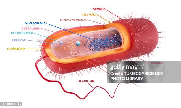 rod-shaped gram-negative bacterium, illustration - nucleoid stock illustrations