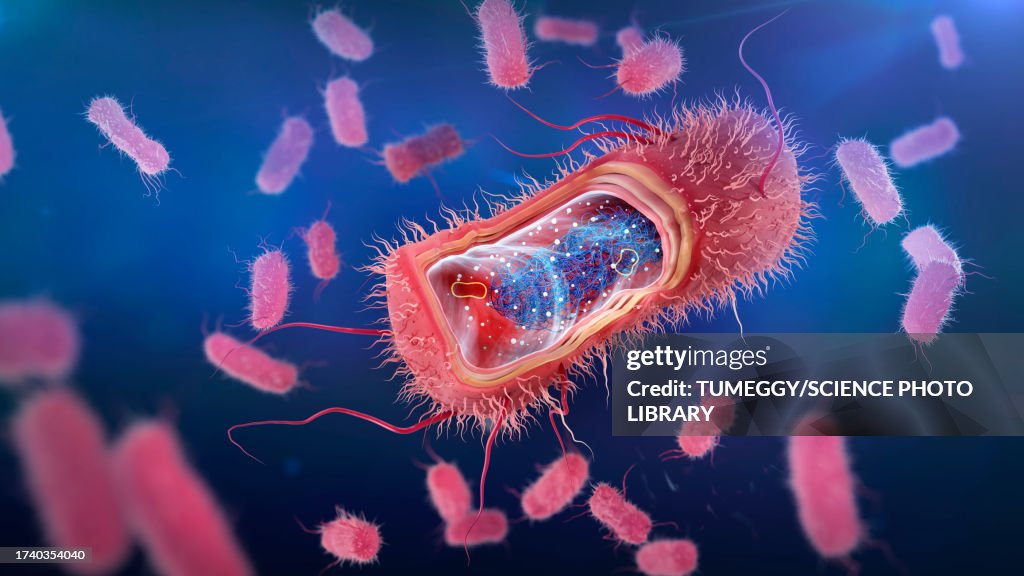 Escherichia coli anatomy, illustration