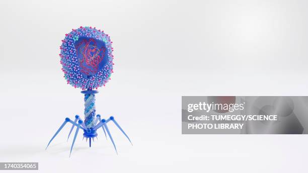 bacteriophage t4 structure, illustration - バクテリ��オファージ点のイラスト素材／クリップアート素材／マンガ素材／アイコン素材