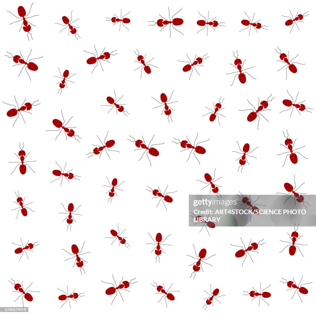 Entu Colonies Colony Of Ants Conceptual Illustration High-Res Vector Graphic - Getty ...