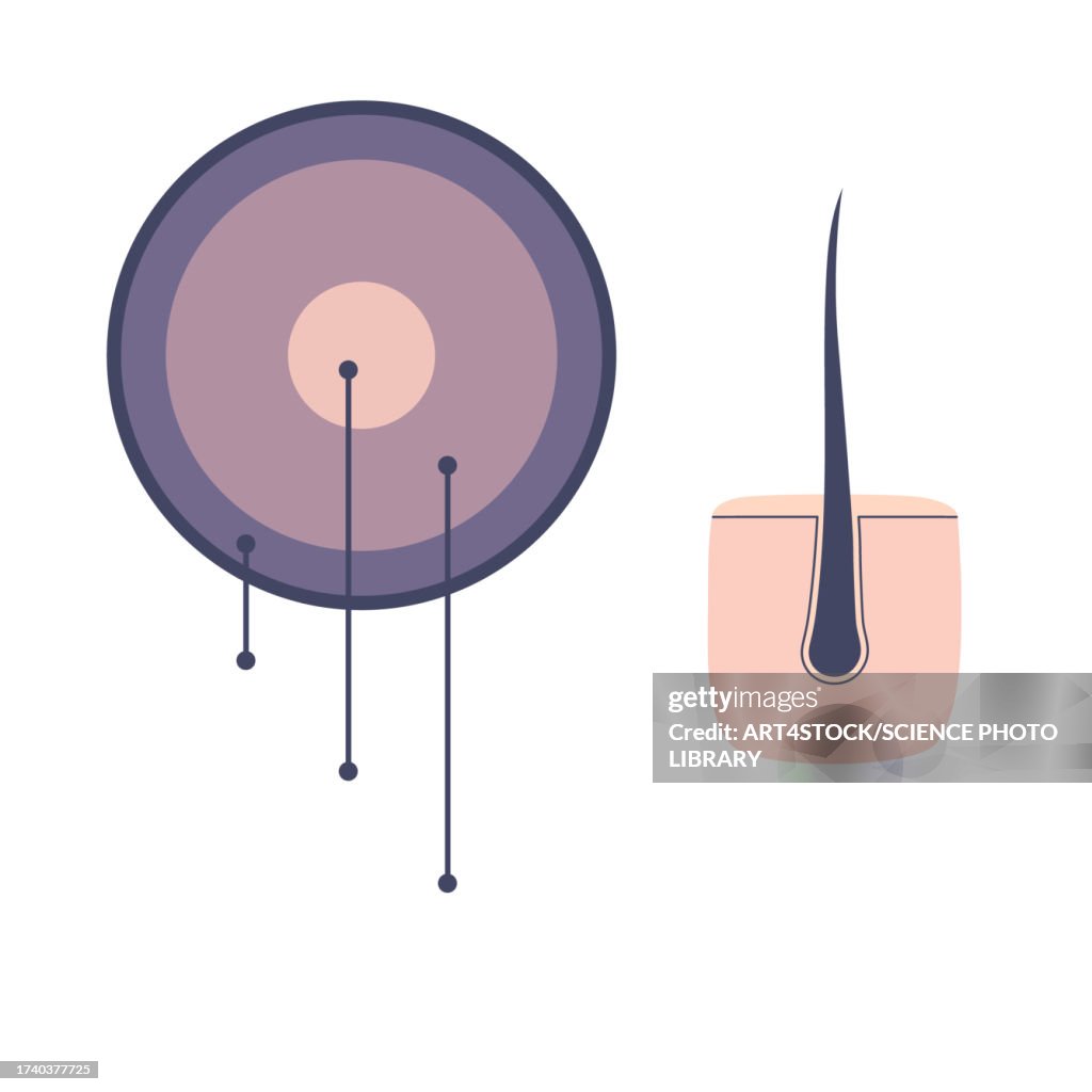 Straight hair strand structure, illustration