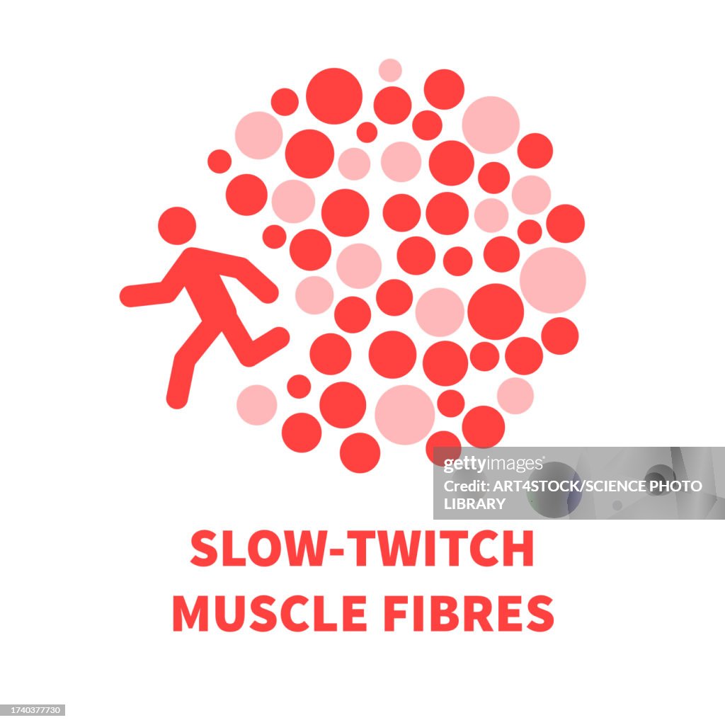 Slow twitch muscle fibres, illustration