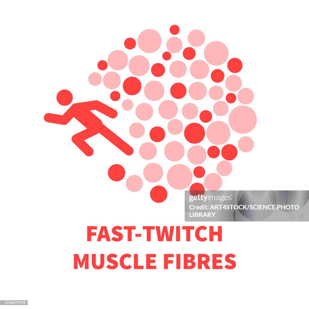 Fast twitch muscle fibres, illustration