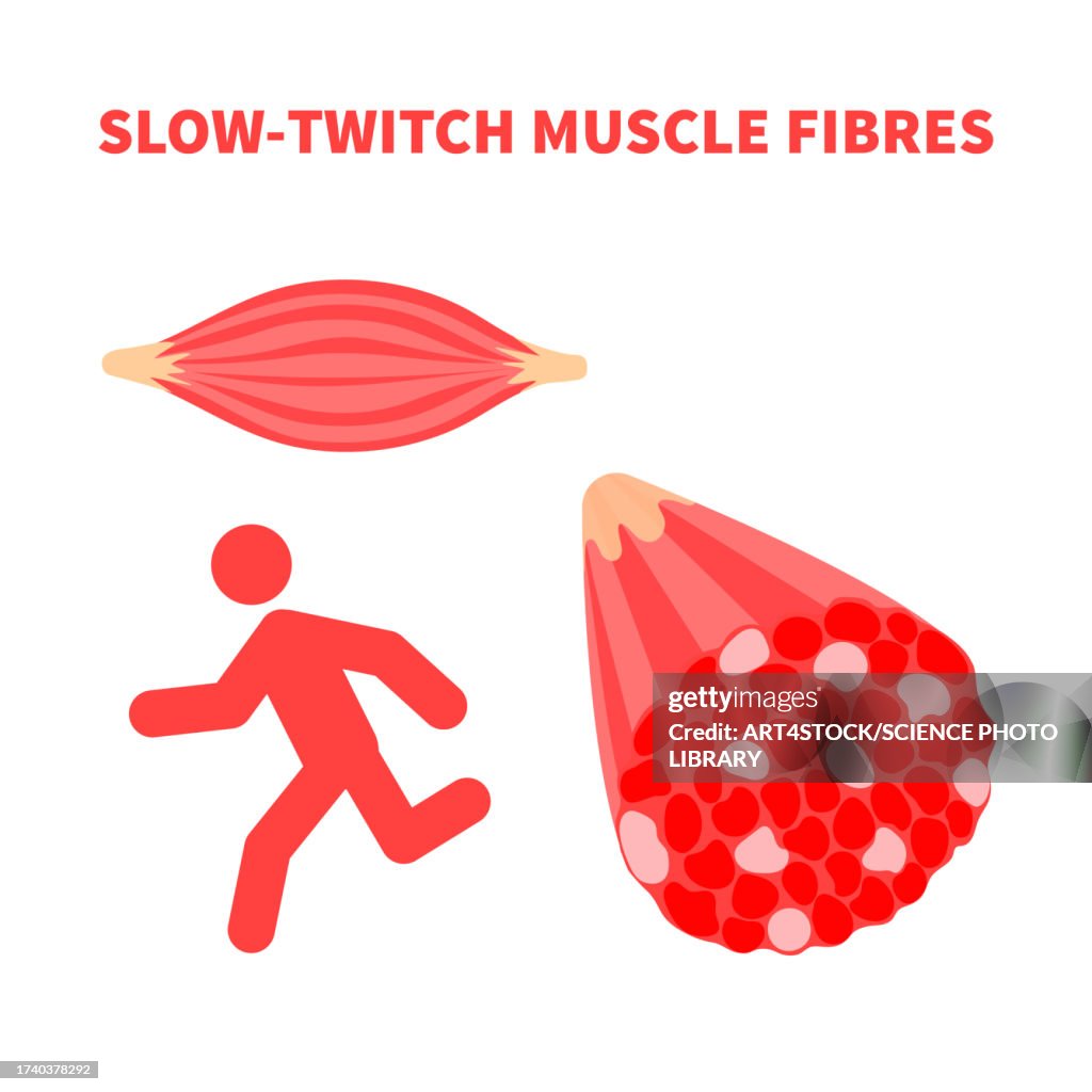 Slow twitch muscle fibres, illustration