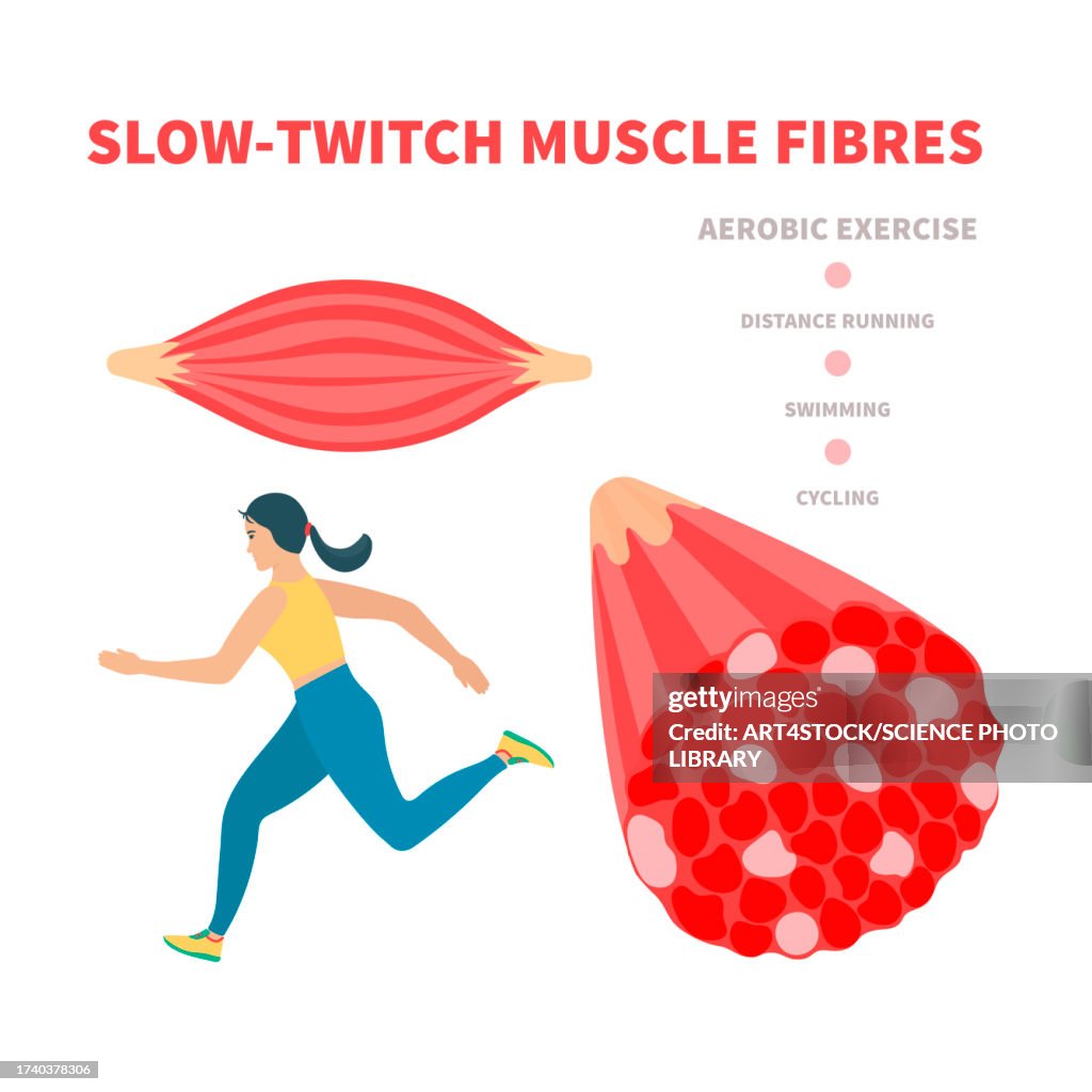 Slow twitch muscle fibres, illustration