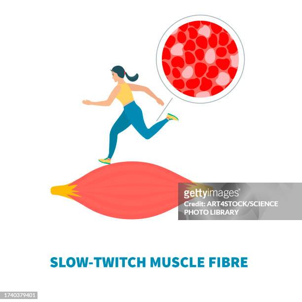 stockillustraties, clipart, cartoons en iconen met slow twitch muscle fibres, illustration - type i muscle fiber