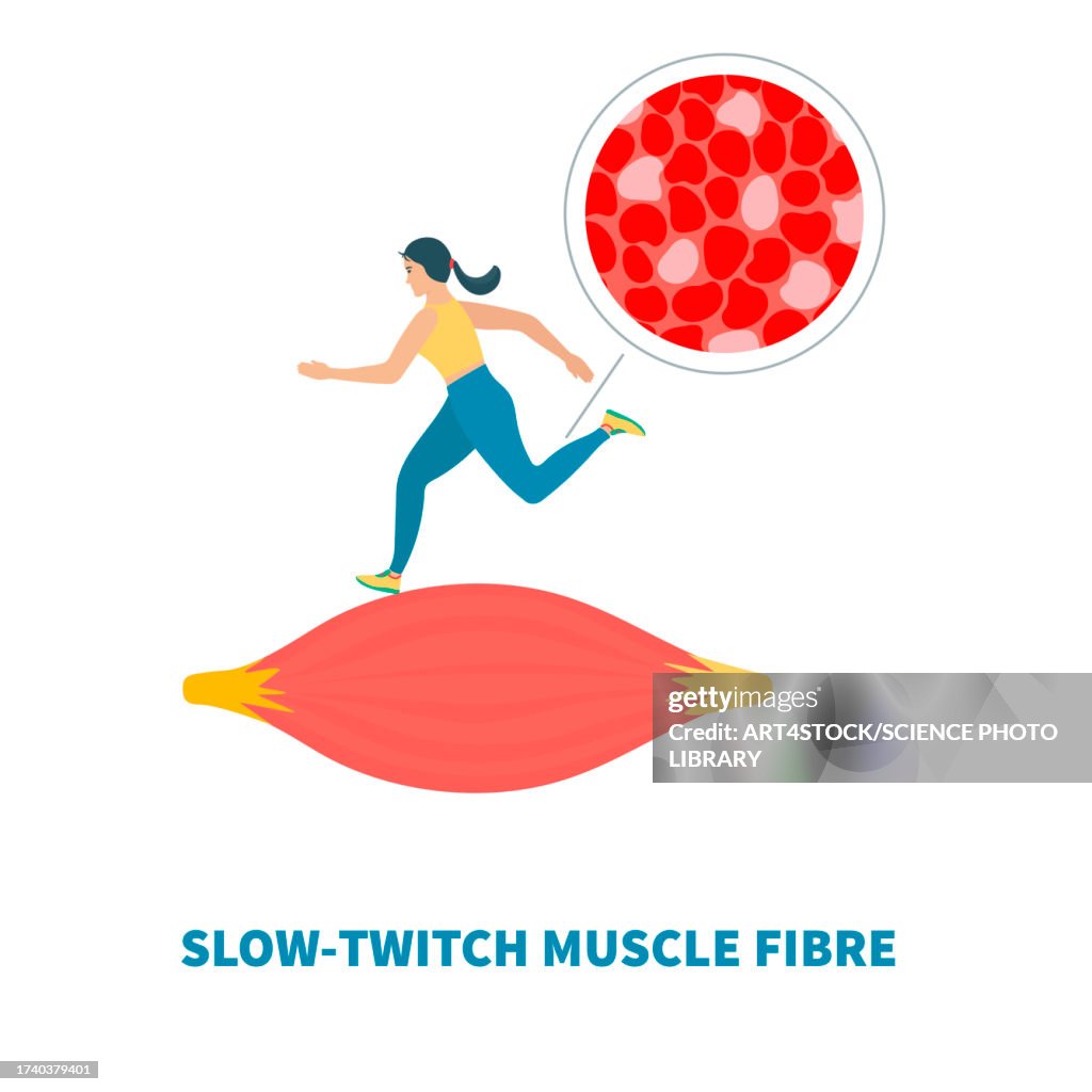 Slow twitch muscle fibres, illustration