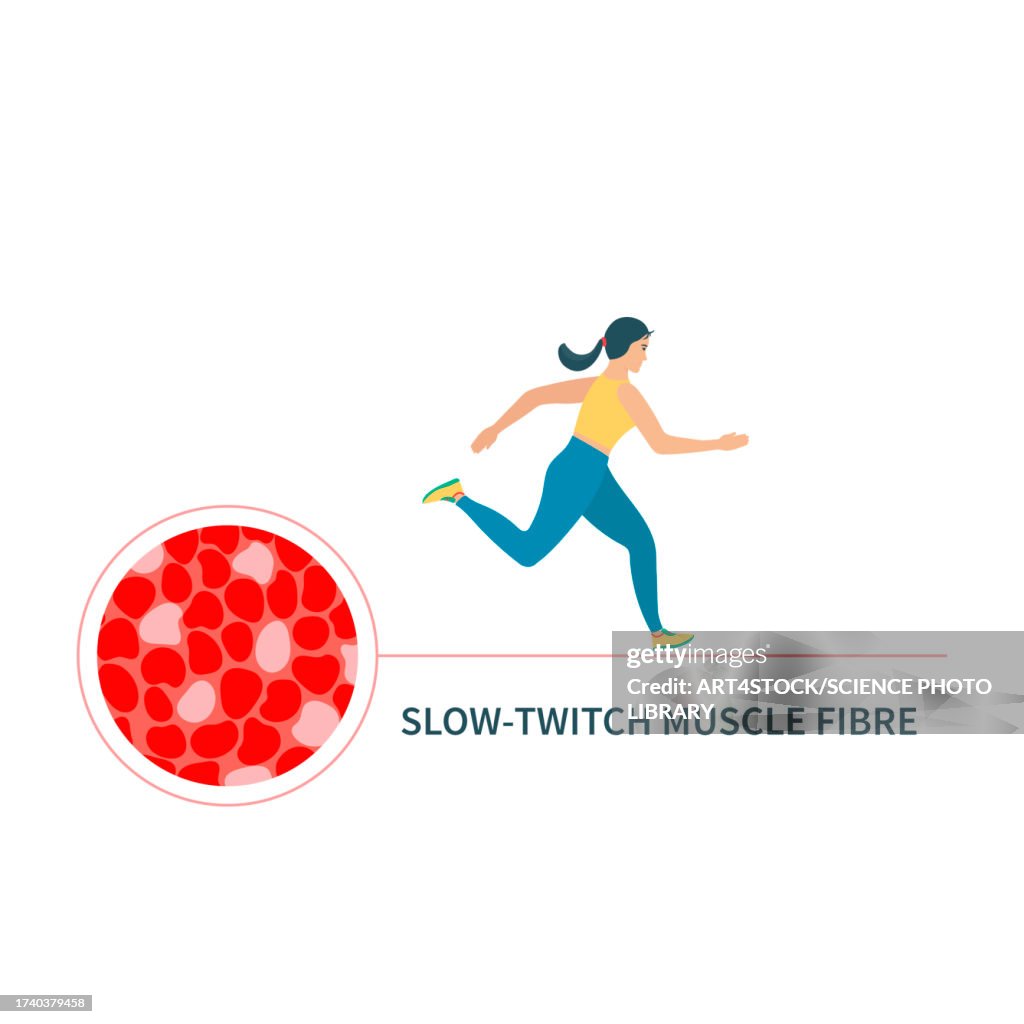 Slow twitch muscle fibres, illustration