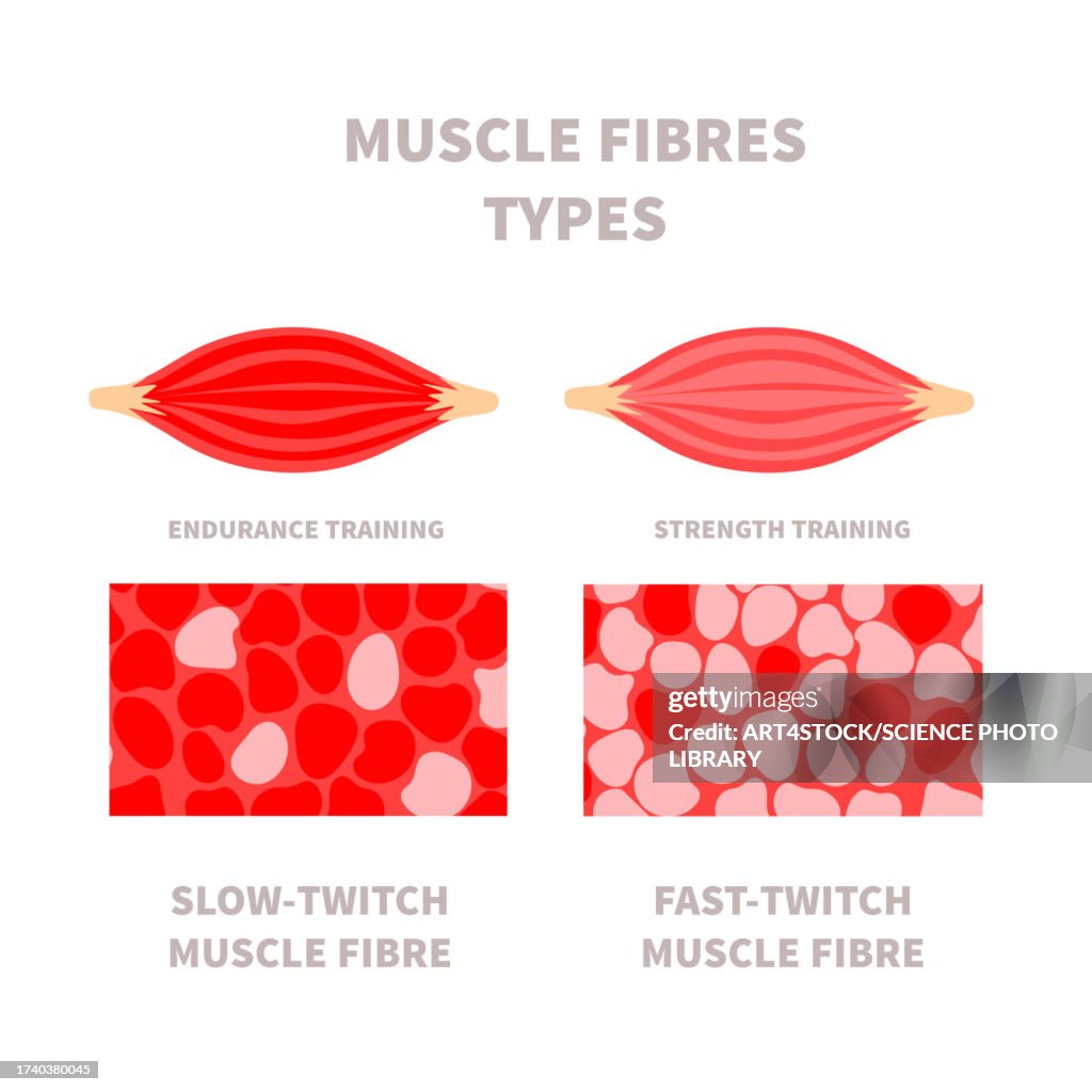 Muscle fibre types, illustration