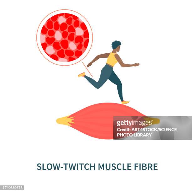 stockillustraties, clipart, cartoons en iconen met slow twitch muscle fibres, illustration - type i muscle fiber