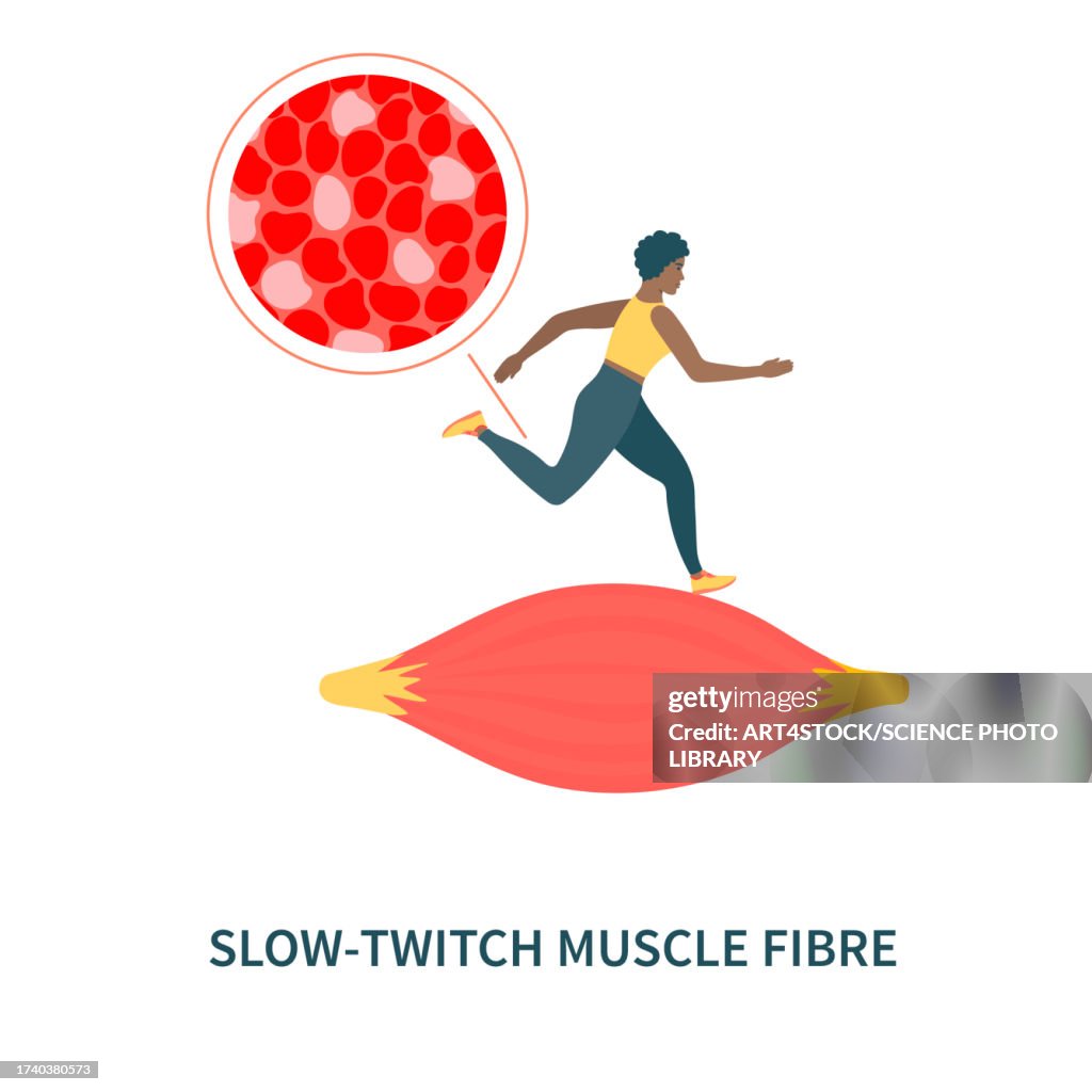 Slow twitch muscle fibres, illustration