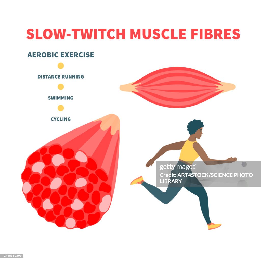 Slow twitch muscle fibres, illustration