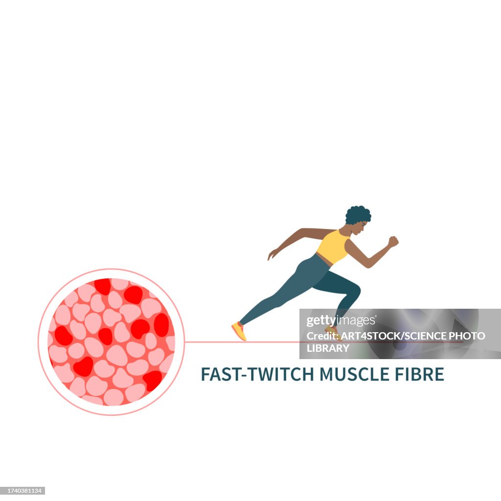Fast twitch muscle fibres, illustration