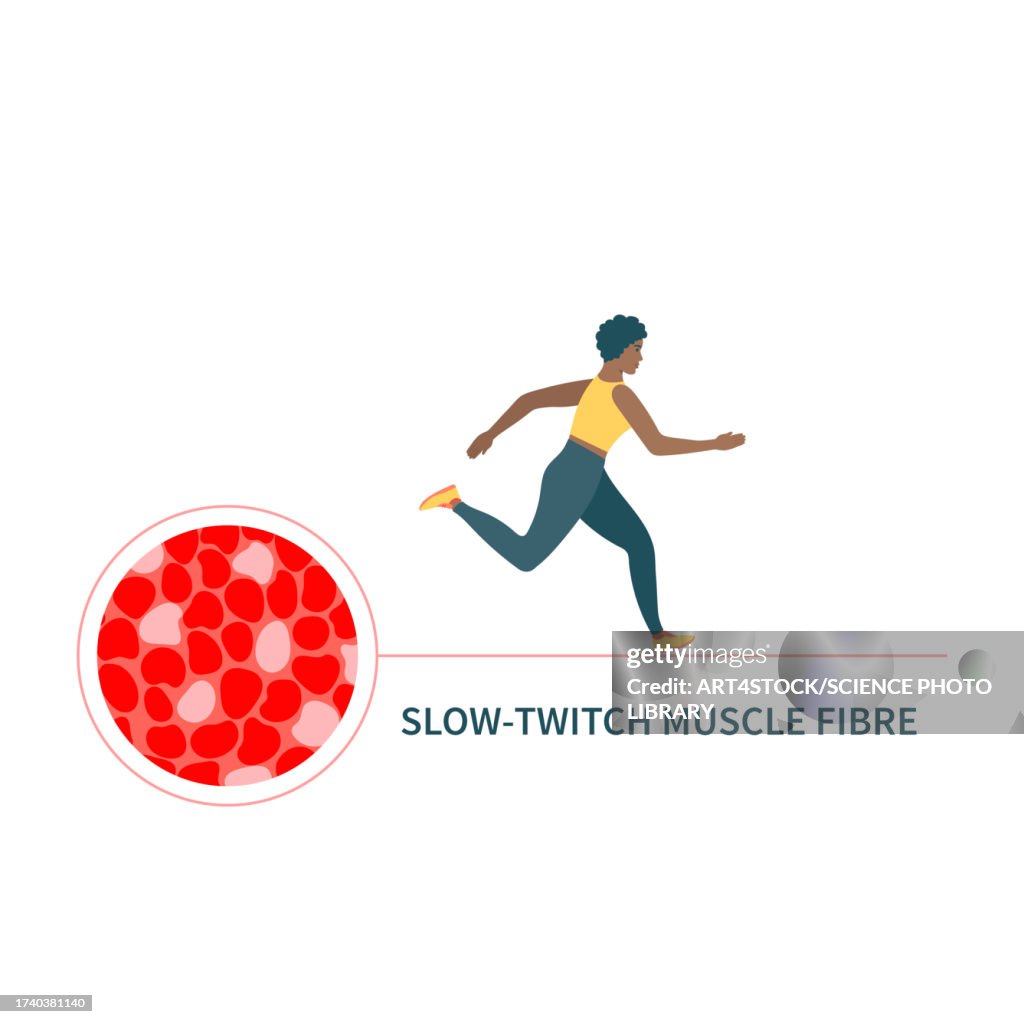 Slow twitch muscle fibres, illustration
