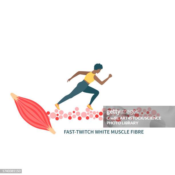 fast twitch muscle fibres, illustration - sport stock illustrations stock-grafiken, -clipart, -cartoons und -symbole