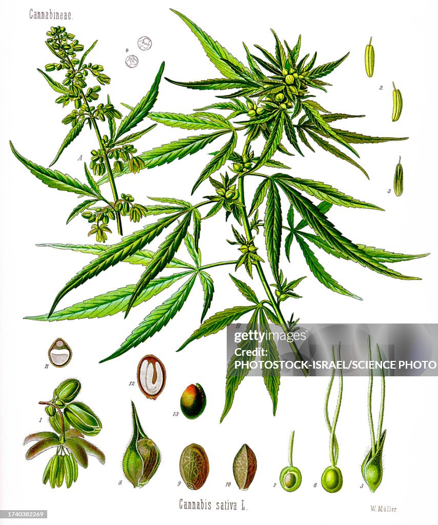 Cannabis sativa, illustration
