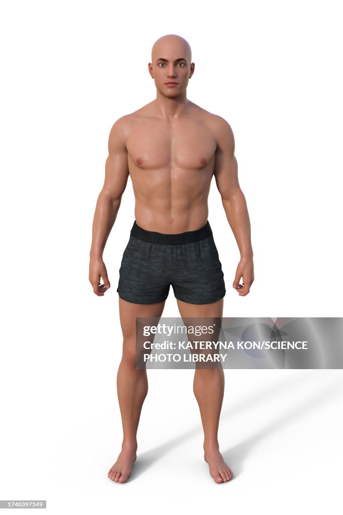 Mesomorph Body Type Illustration High-Res Vector Graphic - Getty Images