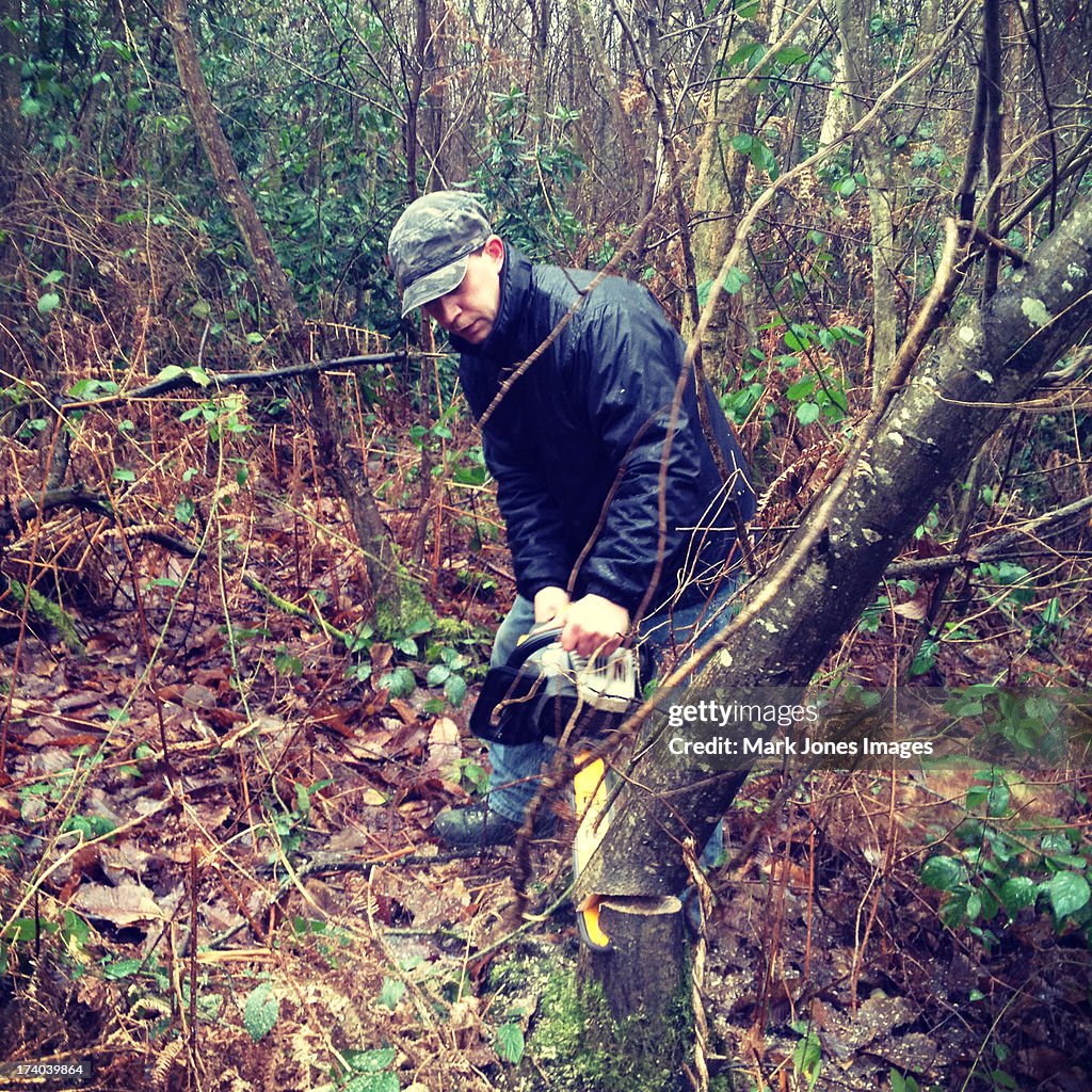 Woodsman with chainsaw cutting down a tree