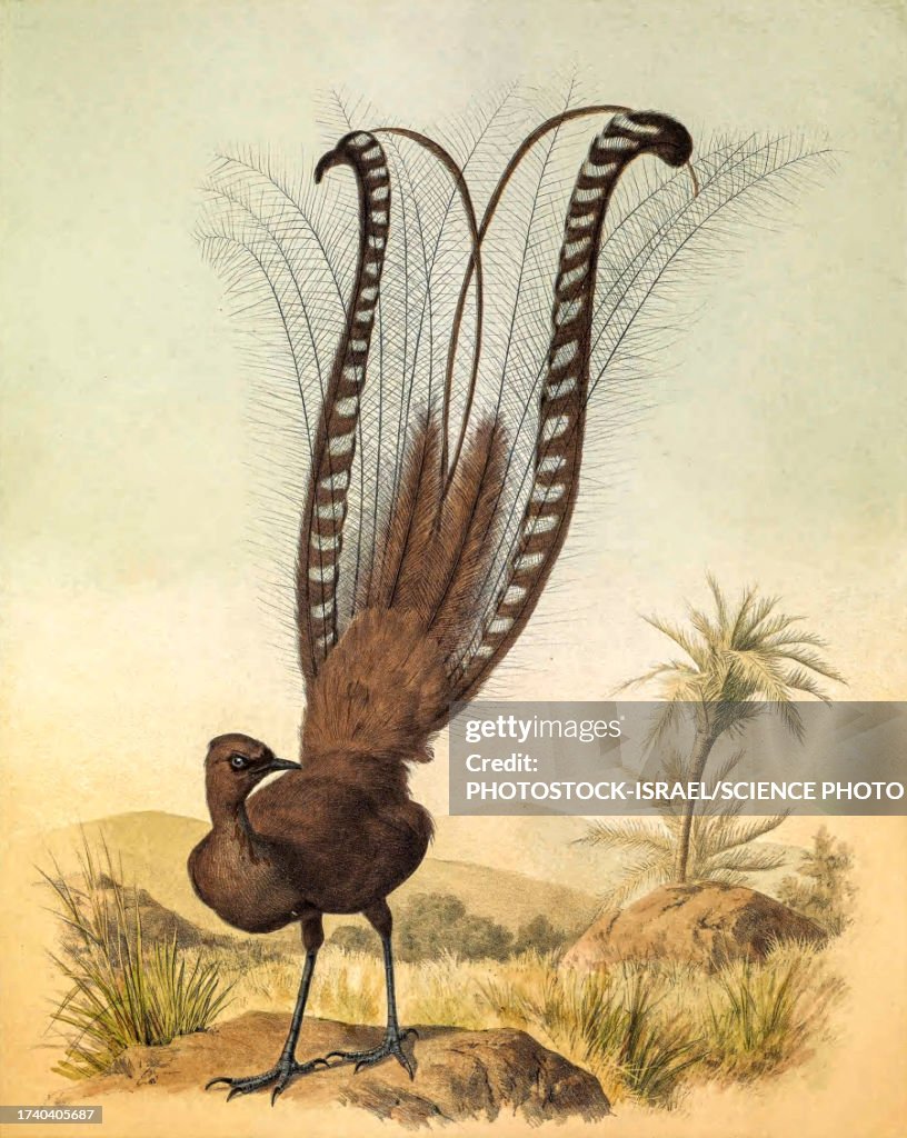 Superb lyrebird, 19th century illustration