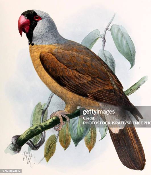 mascarene parrot, 19th century illustration - zoology stock illustrations