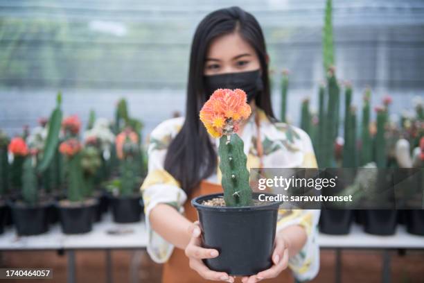 portrait of a woman in a greenhouse holding a cactus, thailand - frau schön kaktus stock-fotos und bilder