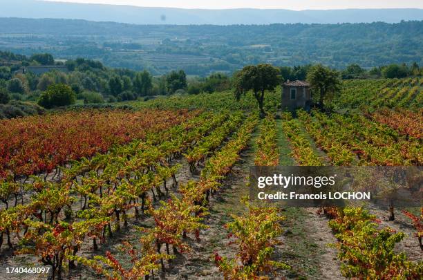 Pieds de vigne en automne à Roussillon dans le Vaucluse le 24 octobre 2004.