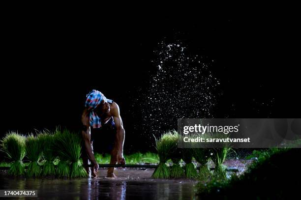 farmer splashing water on rice plants, thailand - flood preparation stock pictures, royalty-free photos & images