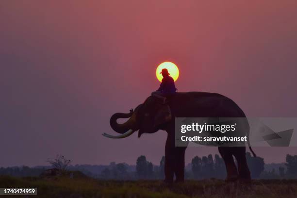 silhouette of a mahout riding an elephant, surin, thailand - elephant surin stockfoto's en -beelden