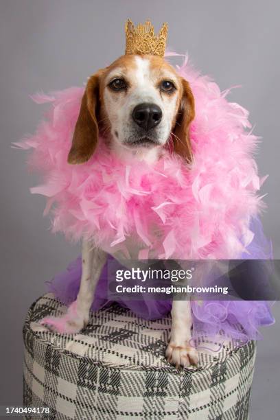 pure bred beagle dressed in a tutu, feather boa and crown sitting on a stool - pure bred dog - fotografias e filmes do acervo
