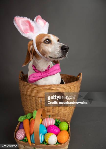 beagle dog dressed as an easter bunny siting in a basket next to a basket filled with painted easter eggs - funny easter stock pictures, royalty-free photos & images