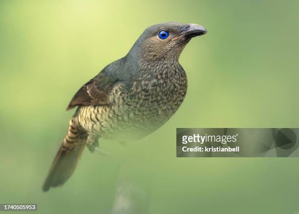 wild female satin bowerbird (ptilonorhynchus violaceus) perched on a branch, australia - satin bowerbird stock pictures, royalty-free photos & images