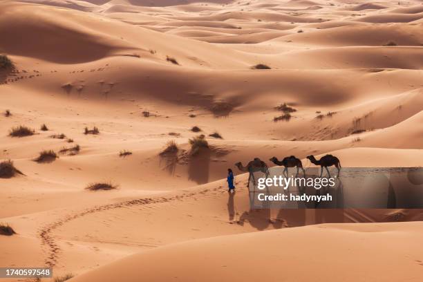 junge tuareg mit kamelen auf westliche sahara in afrika - marokko stock-fotos und bilder