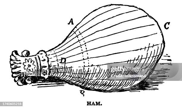 old engraved illustration of ham of beef - animal rib cage stock pictures, royalty-free photos & images