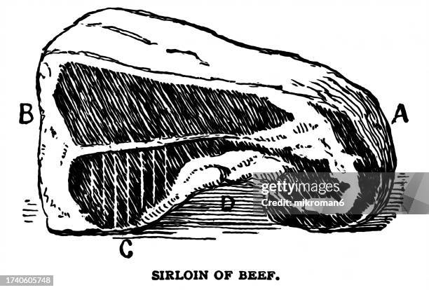 old engraved illustration of sirloin of beef - animal rib cage stock pictures, royalty-free photos & images