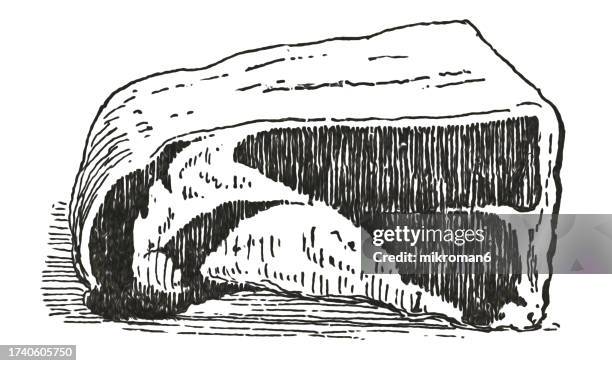 old engraved illustration of sirloin of beef - animal rib cage stock pictures, royalty-free photos & images