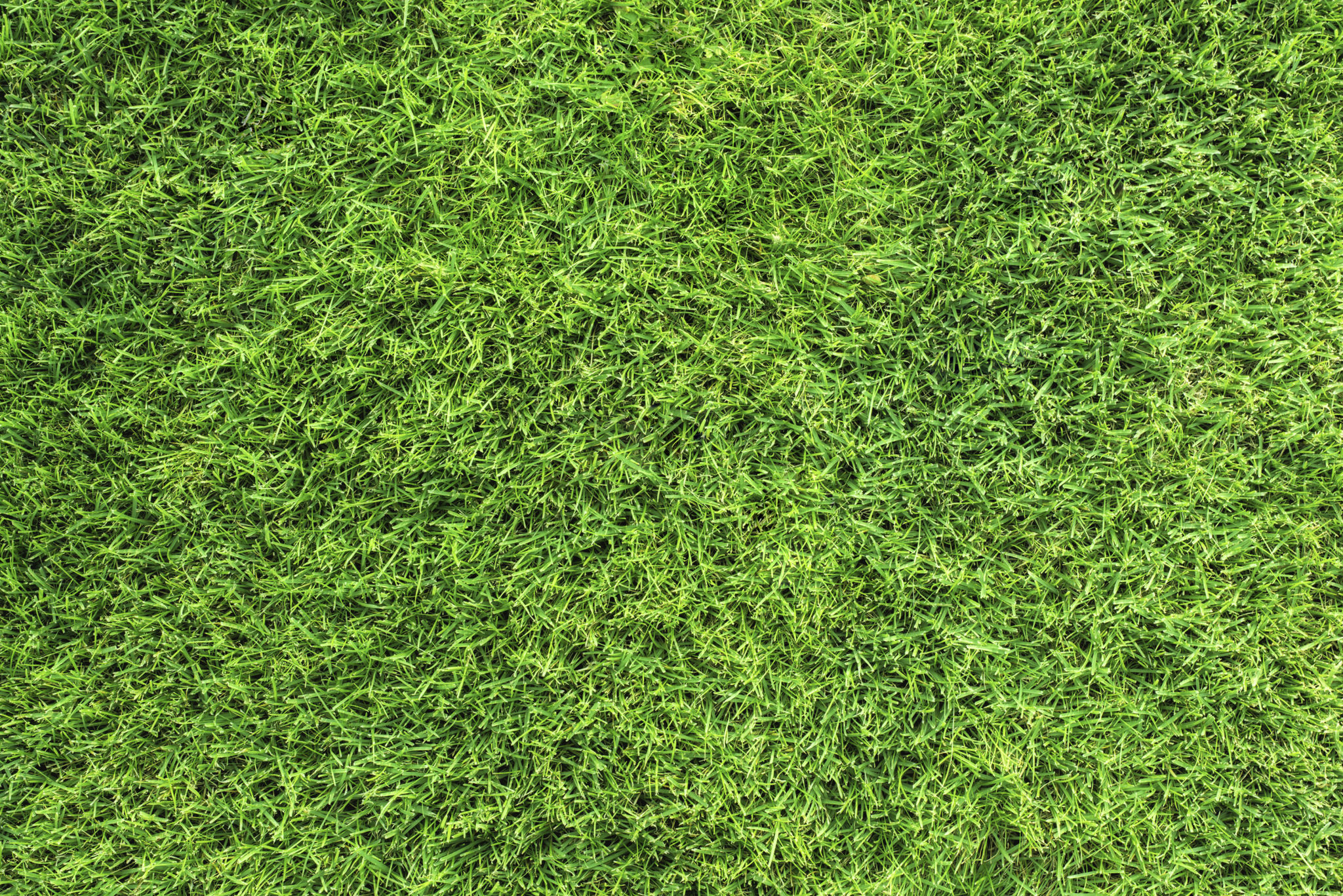 green grass