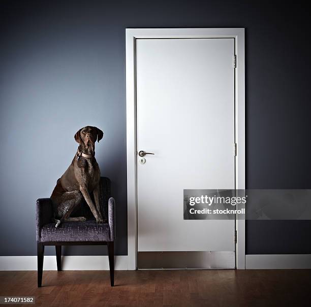 犬の椅子に座るカメラ目線 - グレートデン ストックフォトと画像