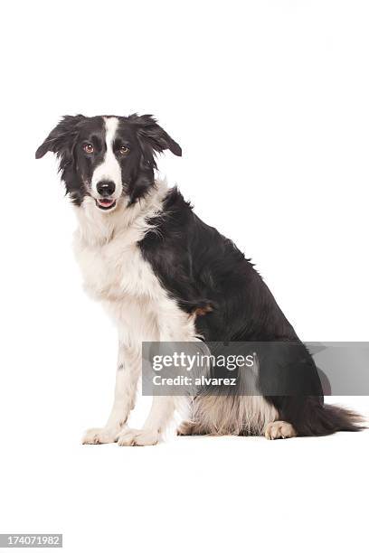 portrait of a border collie - border collie stock pictures, royalty-free photos & images