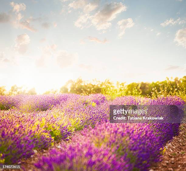 lavender field in sunny day - lavender coloured stock pictures, royalty-free photos & images