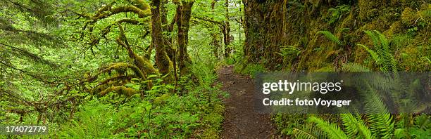 earth trail through lush green rainforest wilderness panorama - eagle creek trail stockfoto's en -beelden