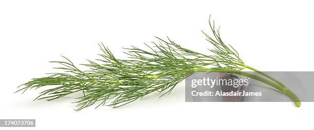 sprig of fennel - dill stock pictures, royalty-free photos & images