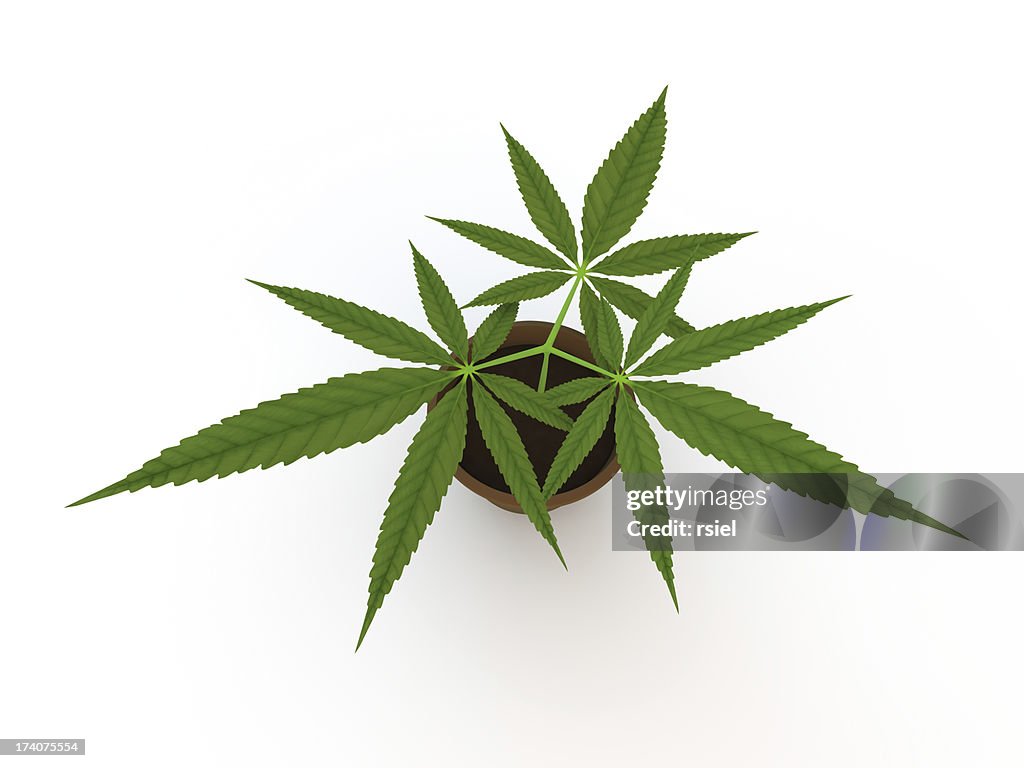 Marijuana bush isolated