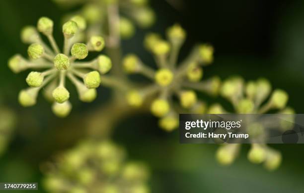 Detailed view of a flower on October 17, 2023 in Wellington, United Kingdom.